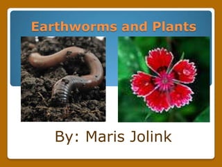 Earthworms and Plants By: Maris Jolink 