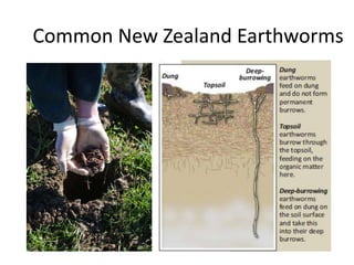 Common New Zealand Earthworms
 