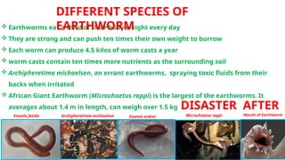 Microchaetus Rappi EARTHWORM WONDERS- Biotechnological Engineers - Mighty Creatures- Soil ...