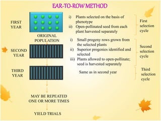 ORIGINAL
POPULATION
MAY BE REPEATED
ONE OR MORE TIMES
YIELD TRIALS
FIRST
YEAR
SECOND
YEAR
THIRD
YEAR
i) Plants selected on the basis of
phenotype
ii) Open-pollinated seed from each
plant harvested separately
i) Small progeny rows grown from
the selected plants
ii) Superior progenies identified and
selected
iii) Plants allowed to open-pollinate;
seed is harvested separately
EAR-TO-ROWMETHOD
Same as in second year
First
selection
cycle
Second
selection
cycle
Third
selection
cycle
 
