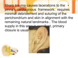 •Sharp trauma causes lacerations to the
pinna’s cartilaginous framework. requires
minimal debridement and suturing of the
perichondrium and skin in alignment with the
remaining natural landmarks . The blood
supply in this area is excellent, primary
closure is usually successful
 