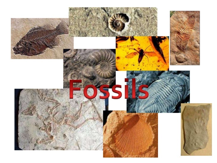 Earth unit fossils and geological history power point