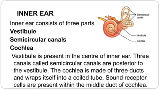 Human Ear | PPT