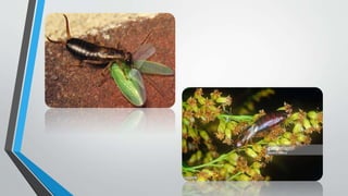 Earwig | PPTX
