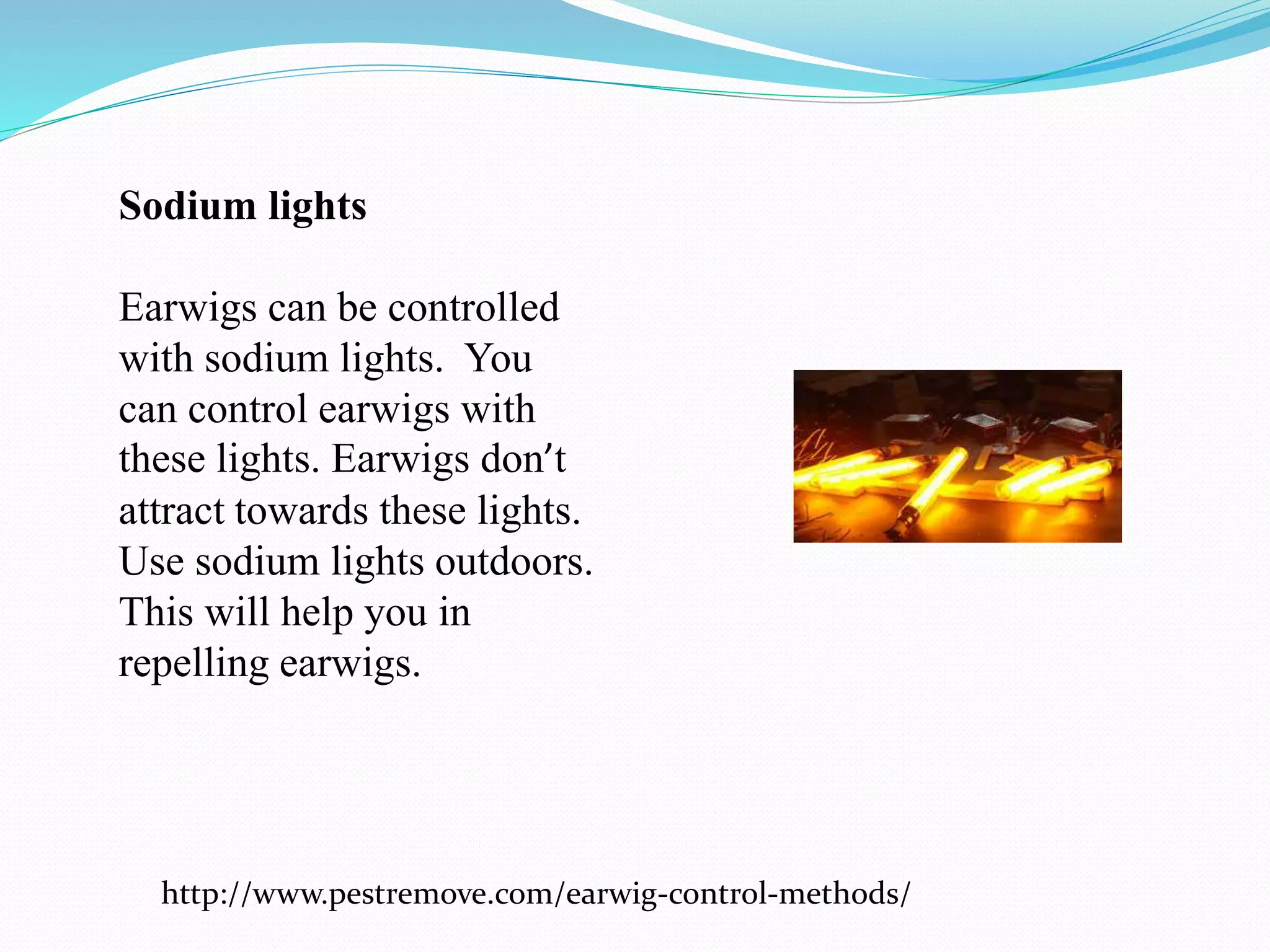Earwig control methods | PPTX