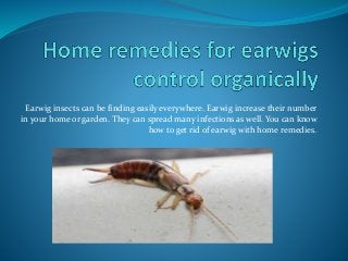 Earwig insects can be finding easily everywhere. Earwig increase their number
in your home or garden. They can spread many infections as well. You can know
how to get rid of earwig with home remedies.
 