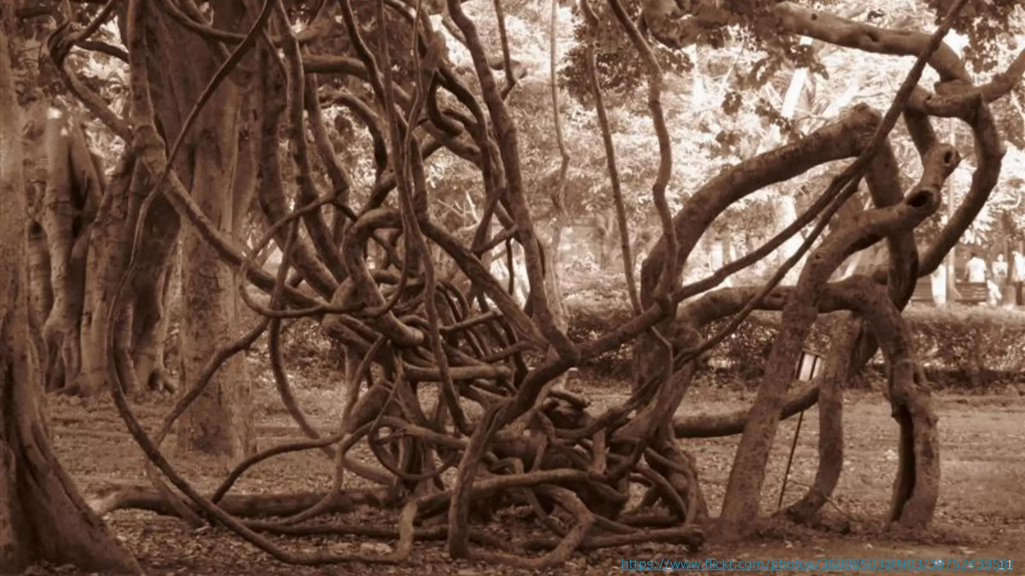 11https://www.flickr.com/photos/36008503@N03/3875243958/
 