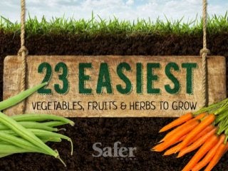 23 Easiest Vegetables, Fruits and Herbs to Grow
 