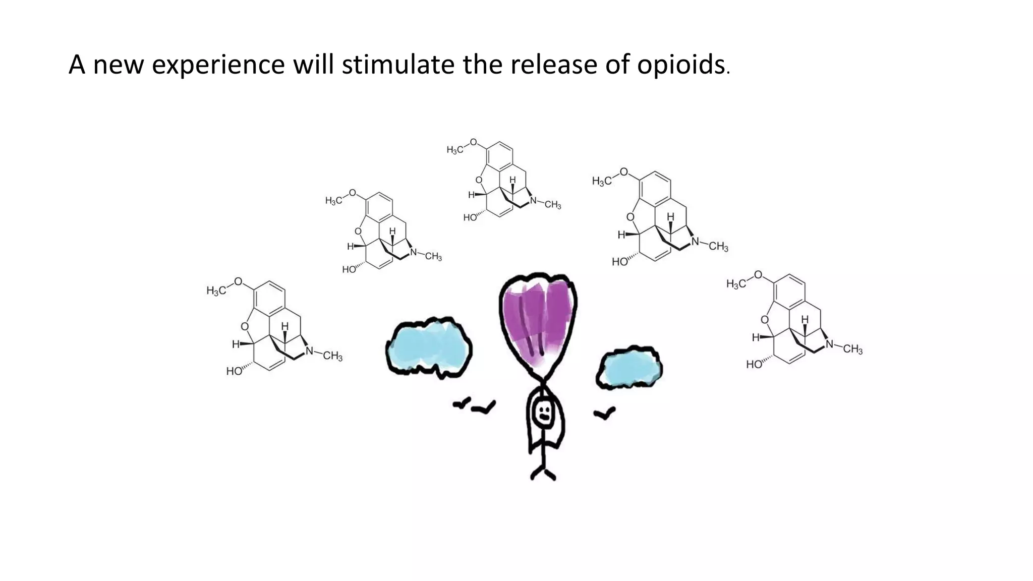 A new experience will stimulate the release of opioids.
 