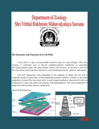 Dr. P.W. Chaudhari, Dept of Zoology Shri Vitthal Rukhmini Mahavidyalaya Sawana 1
The Structure and Function of a Cell Wall
A cell wall is a rigid, semi-permeable protective layer in some cell types. This outer
covering is positioned next to the cell membrane (plasma membrane) in most plant
cells, fungi, bacteria, algae, and some archaea. Animal cells however, do not have a cell wall.
The cell wall has many important functions in a cell including protection, structure, and support.
Cell wall composition varies depending on the organism. In plants, the cell wall is
composed mainly of strong fibers of the carbohydrate polymer cellulose. Cellulose is the major
component of cotton fiber and wood, and it is used in paper production. Bacterial cell walls are
composed of a sugar and amino acid polymer called peptidoglycan. The main components of
fungal cell walls are chitin, glucans, and proteins.
Plant Cell Wall Structure
 