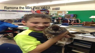 Ramona the Mini Rex rabbit.