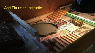 And Thurman the turtle.