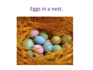 Eggs in a nest.