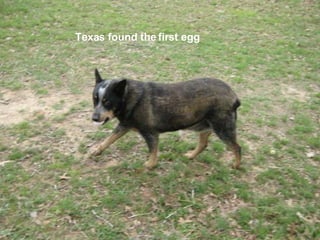 Texas found the first egg 