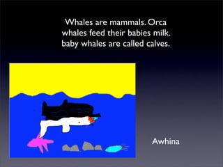 Whales are mammals. Orca
whales feed their babies milk.
baby whales are called calves.




                        Awhina
 