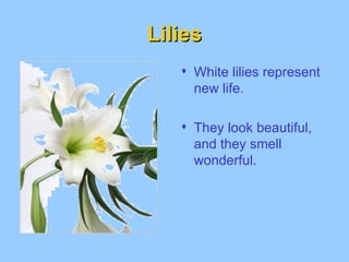 Lilies White lilies represent new life. They look beautiful, and they smell wonderful.