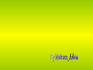 By Mateusz, Adam 