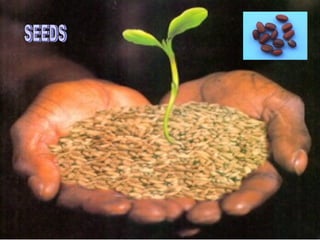 SEEDS 