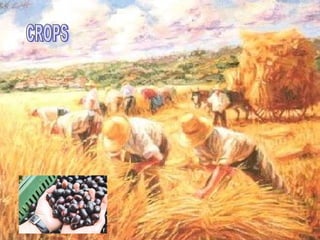CROPS 