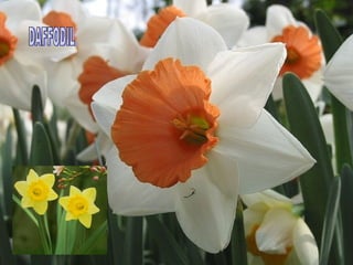 DAFFODIL 