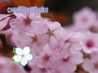 CHERRY BLOSSOM 