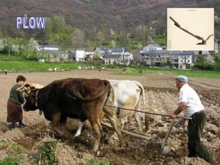 PLOW 