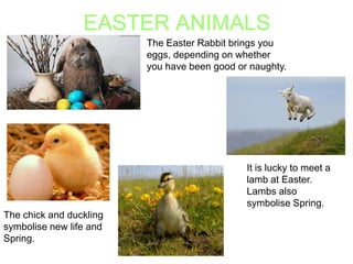 EASTER ANIMALS
The Easter Rabbit brings you
eggs, depending on whether
you have been good or naughty.

It is lucky to meet a
lamb at Easter.
Lambs also
symbolise Spring.
The chick and duckling
symbolise new life and
Spring.

 
