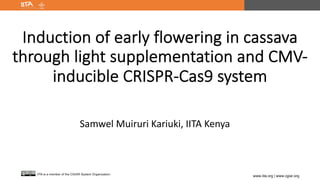 www.iita.org | www.cgiar.org
IITA is a member of the CGIAR System Organization.
Induction of early flowering in cassava
through light supplementation and CMV-
inducible CRISPR-Cas9 system
Samwel Muiruri Kariuki, IITA Kenya
 