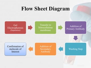 Flow Sheet Diagram
Gel
Electrophoresis
(Separation)
Transfer to
Nitrocellulose
membrane
Addition of
Primary Antibody
Washing Step
Addition of
Secondary
Antibody
Confirmation of
molecule of
Interest
 
