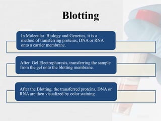 Blotting
In Molecular Biology and Genetics, it is a
method of transferring proteins, DNA or RNA
onto a carrier membrane.
After Gel Electrophoresis, transferring the sample
from the gel onto the blotting membrane.
After the Blotting, the transferred proteins, DNA or
RNA are then visualized by color staining
 