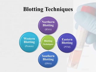 Blotting Techniques
Blotting
Techniques
Northern
Blotting
(RNA)
Eastern
Blotting
(PTM)
Southern
Blotting
(DNA)
Western
Blotting
(Protein)
 