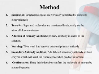 Method
1. Separation: targeted molecules are vertically separated by using gel
electrophoresis
2. Transfer: Separated molecules are transferred horizontally on the
nitrocellulose membrane
3. Addition of Primary Antibody: primary antibody is added to the
solution.
4. Washing: Then wash it to remove unbound primary antibody
5. Secondary Antibody Addition: Add labeled secondary antibody with an
enzyme which will emit the fluorescence when product is formed.
6. Confirmation: These labeled probes confirm the molecule of interest by
autoradiography.
 