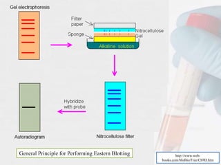 http://www.web-
books.com/MoBio/Free/Ch9D.htm
General Principle for Performing Eastern Blotting
 