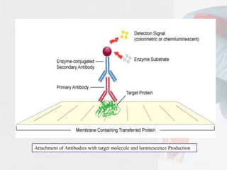 Attachment of Antibodies with target molecule and luminescence Production
 
