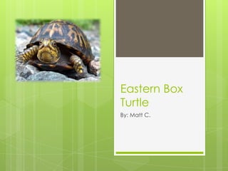 Eastern Box
Turtle
By: Matt C.
 
