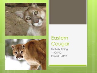Eastern
Cougar
By: Felix Traing
11/26/12
Period 1 APES
 