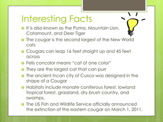 Interesting Facts
   It is also known as the Puma, Mountain Lion,
    Catamount, and Deer Tiger
   The cougar is the second largest of the New World
    cats
   Cougars can leap 16 feet straight up and 45 feet
    across
   Felis concolor means “cat of one color”
   They are the largest cat that can purr
   The ancient Incan city of Cusco was designed in the
    shape of a Cougar
   Habitats include monate coniferous forest, lowland
    tropical forest, grassland, dry brush country, and
    swamps.
   The US Fish and Wildlife Service officially announced
    the extinction of the eastern cougar on March 1, 2011.
 