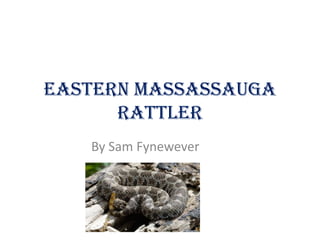 Eastern Massassauga Rattler By Sam Fynewever 