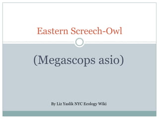 Eastern Screech-Owl


(Megascops asio)


   By Liz Yaslik NYC Ecology Wiki
 