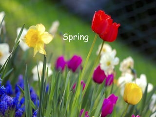 Spring 