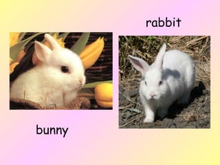 bunny rabbit 