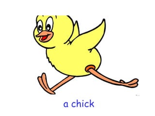 a chick 