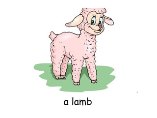 a lamb 