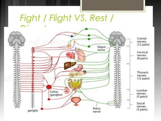 Fight / Flight VS. Rest / 
Digest 
 