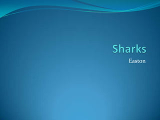 Sharks Easton 