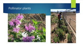 Pollinator plants
 