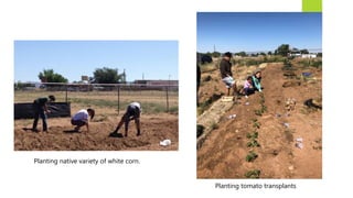 Planting native variety of white corn.
Planting tomato transplants
 