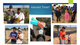 Harvest Time!!
 
