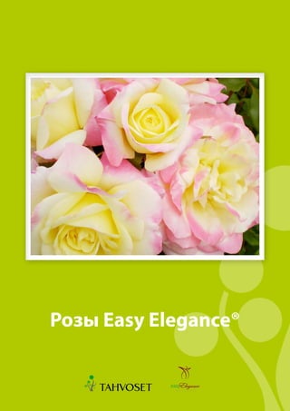 Russian Three Roses Easy Elegance roses in Russian | PDF
