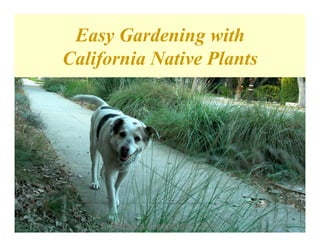 Easy Gardening with
California Native Plants




    © Barbara Eisenstein, 2009


    © Barbara Eisenstein, 2009
 